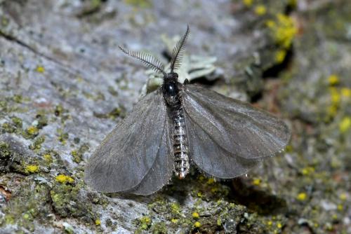 Réf. 204 338 : Rebelia sp.